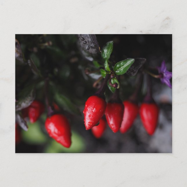 Red Hot Garden Salsa Chilli Peppers. Postcard (Front)