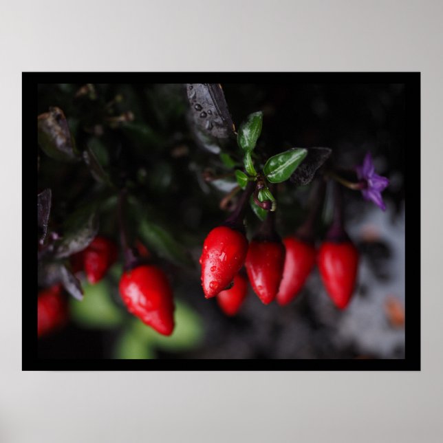 Red Hot Garden Salsa Chilli Peppers. Poster (Front)