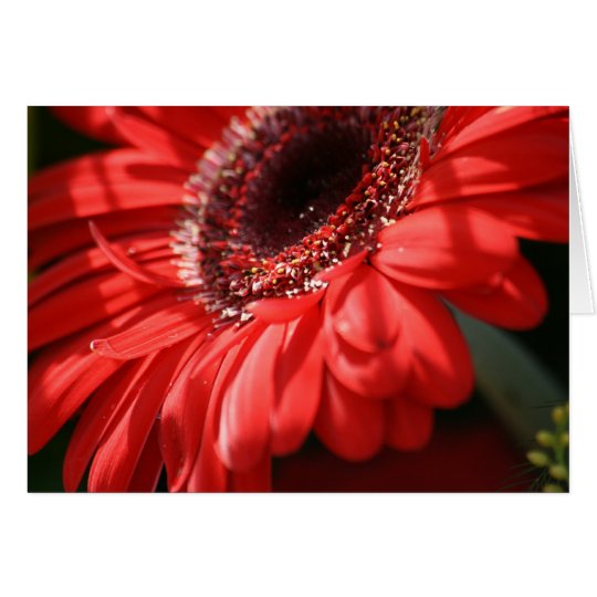 Red Hot Gerbera Card