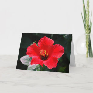 Red Hot Hibiscus Happy Birthday Card