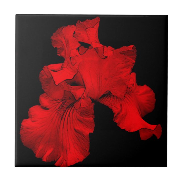 Red Hot Iris Floral Art Tile (Front)