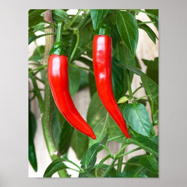 Red hot pepper poster (Front)
