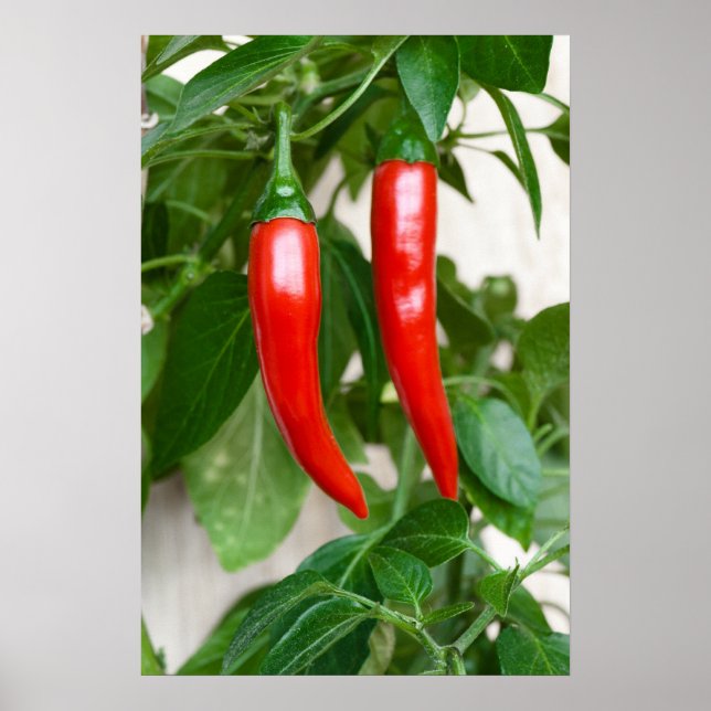 Red hot pepper poster (Front)