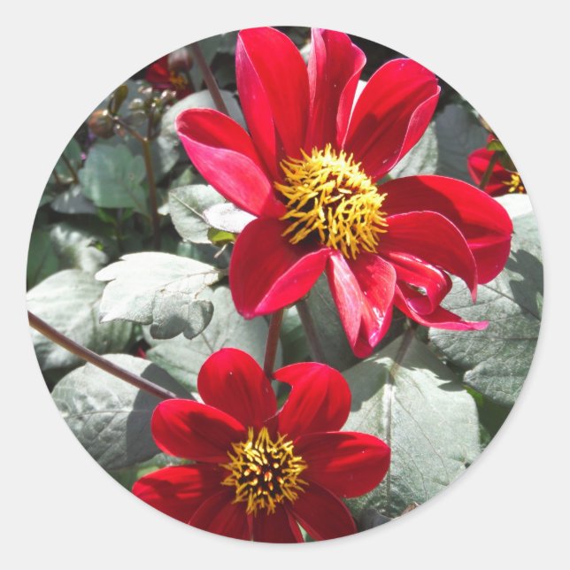 red hot pink daisy / daisies flowers classic round sticker (Front)