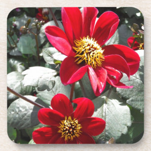 red hot pink daisy / daisies flowers coaster