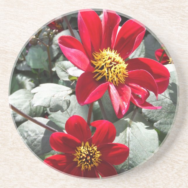 red hot pink daisy / daisies flowers coaster (Front)