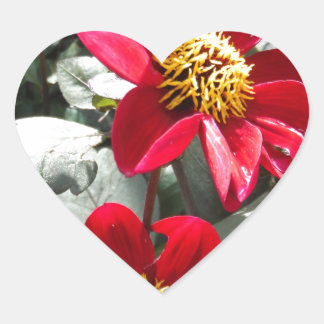 red hot pink daisy / daisies flowers heart sticker