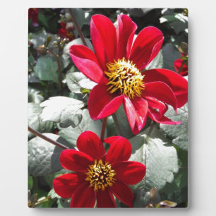 red hot pink daisy / daisies flowers plaque