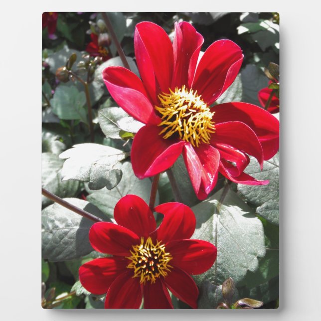 red hot pink daisy / daisies flowers plaque (Front)
