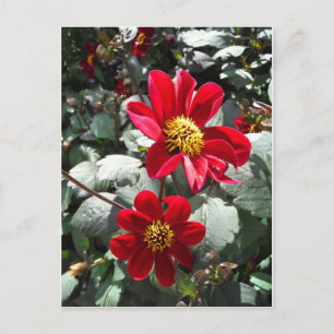 red hot pink daisy / daisies flowers postcard