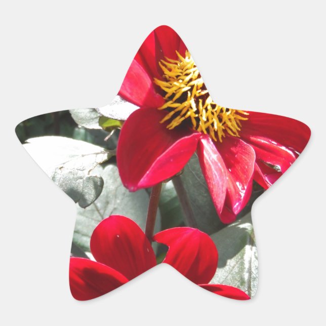red hot pink daisy / daisies flowers star sticker (Front)