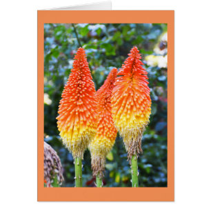 Red hot poker flowers card