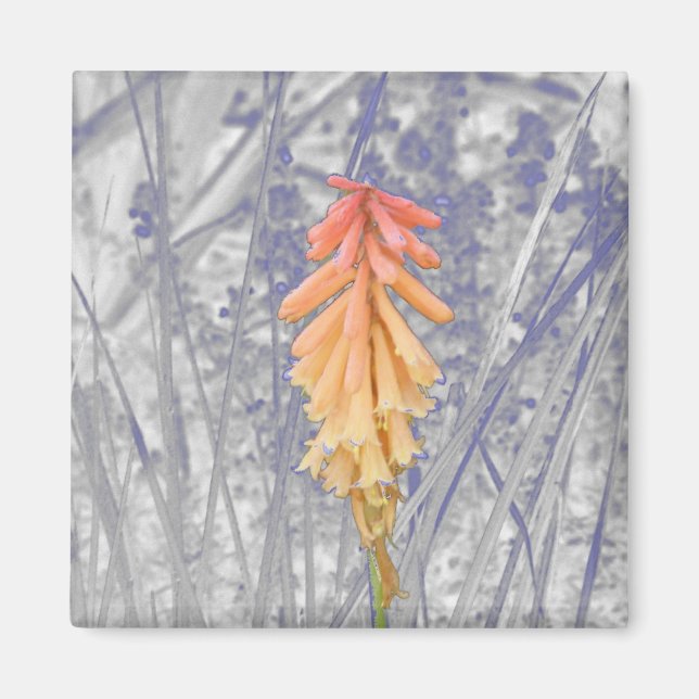 Red Hot Poker Magnet (Front)