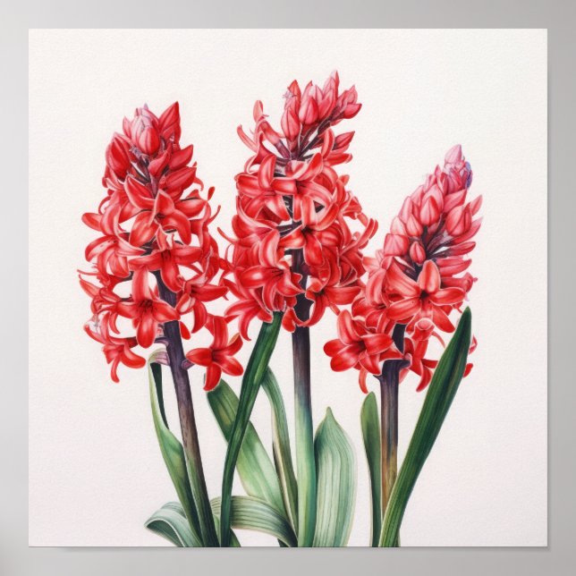 Red Hyacinth Flower Art Print Poster (Front)