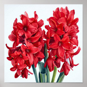 Red Hyacinth Flower Art Print Poster