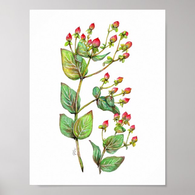 Red Hypericum Berry Poster (Front)