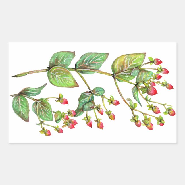 Red Hypericum Berry Rectangular Sticker (Front)