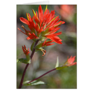 Red Indian Paintbrush Flower