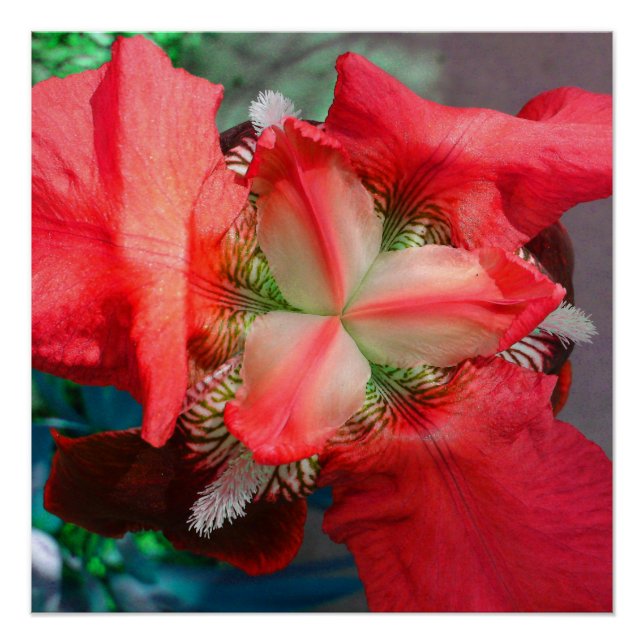 Red Iris Flower Perfect Poster (Front)