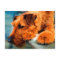 Red Irish Terrier Dog Artsy Pet Portrait
