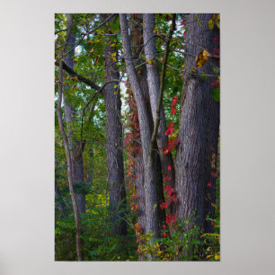 Red Ivy on Tree Poster