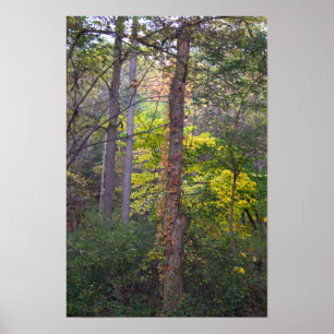 Red Ivy on Tree Poster