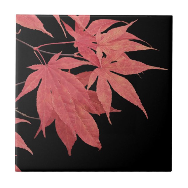 Red Japanese Maple Leaves on Black Ceramic Tile (Front)