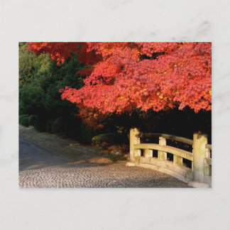 Red Japanese maple Postcard