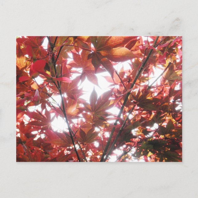 Red Japanese Maple Tree Trees Leaves Photo Postcard (Front)