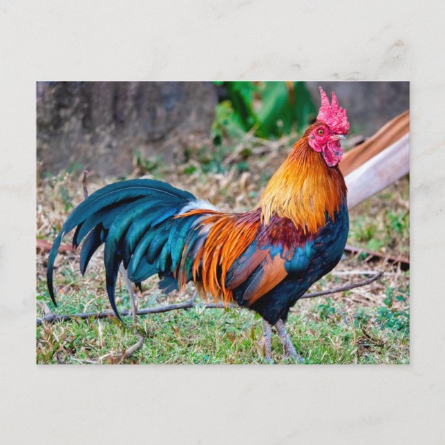 Red junglefowl postcard (Front)