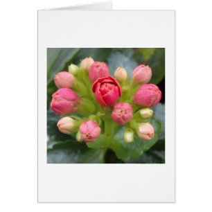 Red Kalanchoe Buds