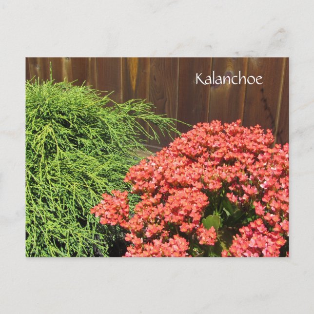 Red Kalanchoe Flowers Postcard (Front)