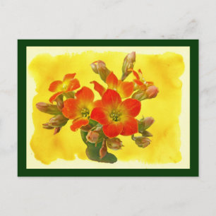 Red Kalanchoe - Succulent Sunshine Postcard