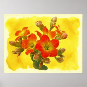 Red Kalanchoe - Succulent Sunshine Poster