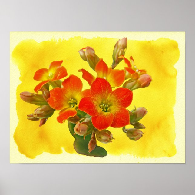 Red Kalanchoe - Succulent Sunshine Poster (Front)