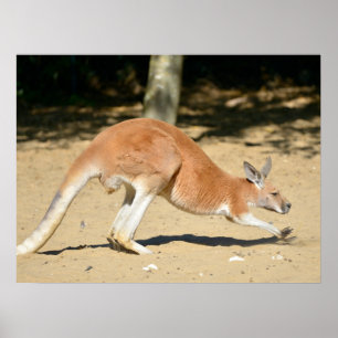 Red kangaroo on sand holiday  poster