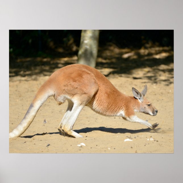 Red kangaroo on sand holiday  poster (Front)