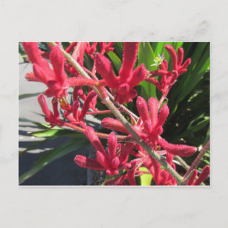 Red Kangaroo Paw Postcard
