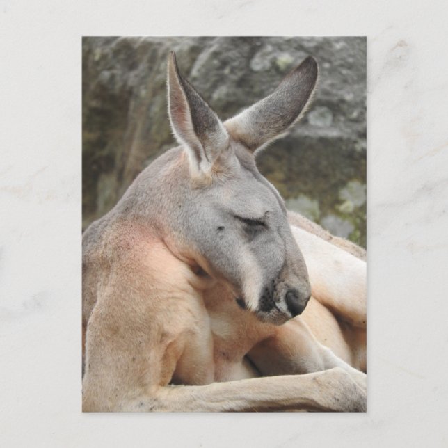 Red Kangaroo Postcard (Front)