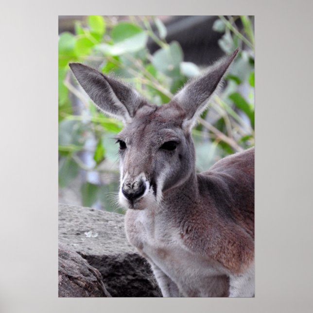 Red Kangaroo Poster (Front)