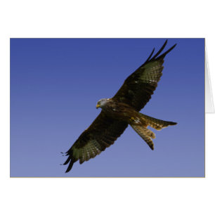Red Kite  1