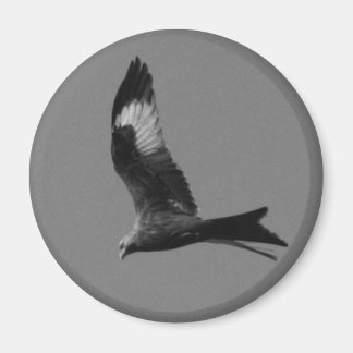 Red Kite Magnet
