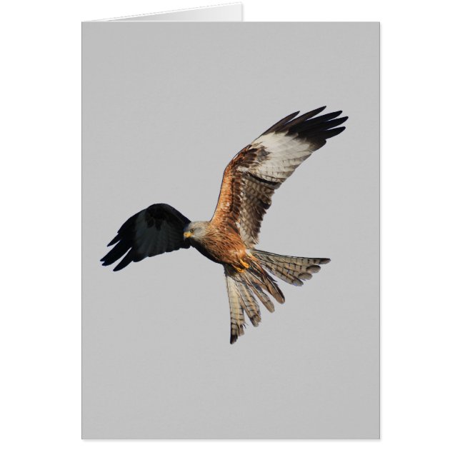 Red Kite - Milvus milvus (Front)