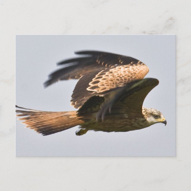Red Kite Postcard (Front)