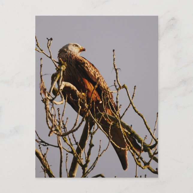 Red Kite Postcard (Front)