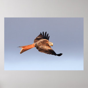 Red Kite Print