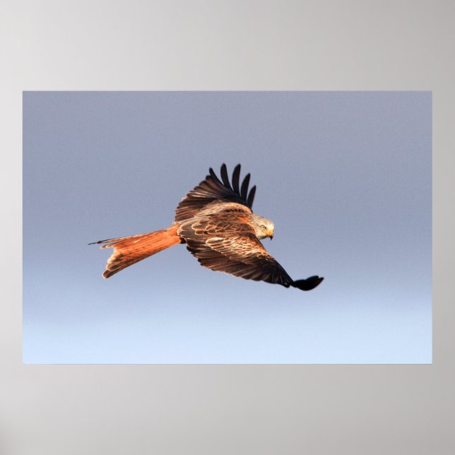Red Kite Print (Front)