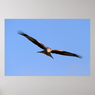 Red Kite Soaring Print