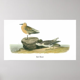 Red Knot, John Audubon Poster