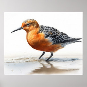 Red Knott Bird Art Print Poster